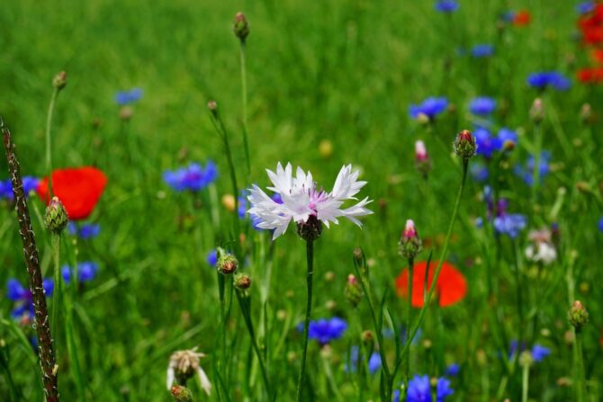 cicoria erbi spontanei