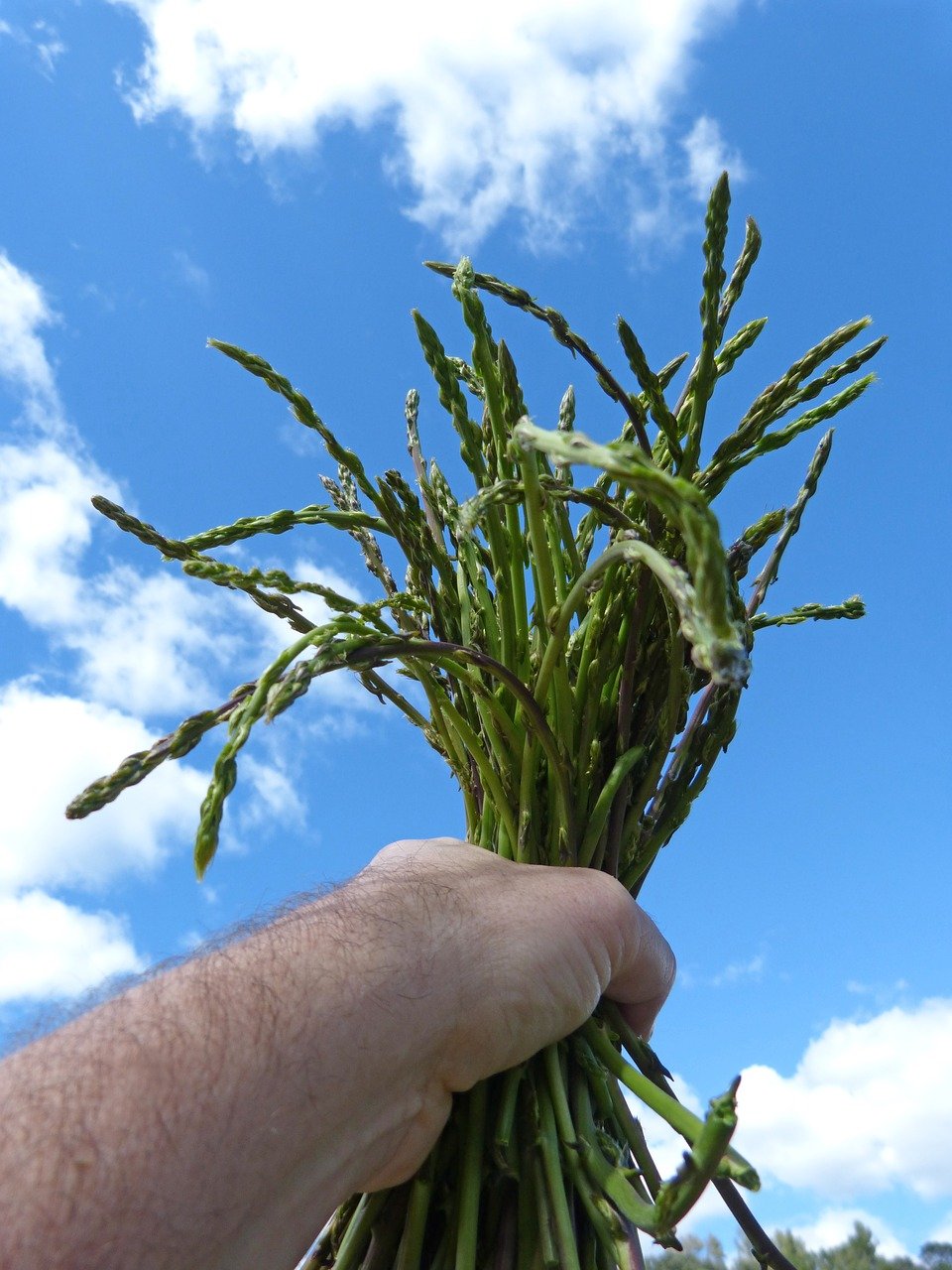 foto di asparagi selvatici