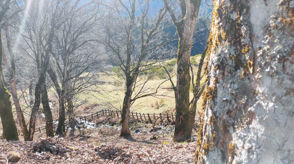 casentino boschi camaldoli