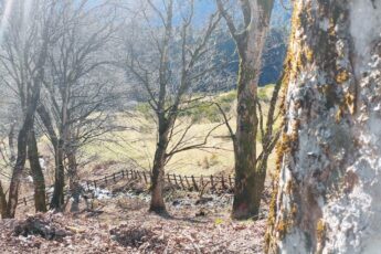 casentino boschi camaldoli