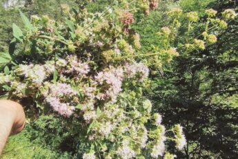fiori origano selvatico apuane