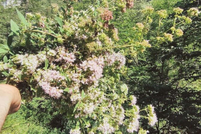 fiori origano selvatico apuane