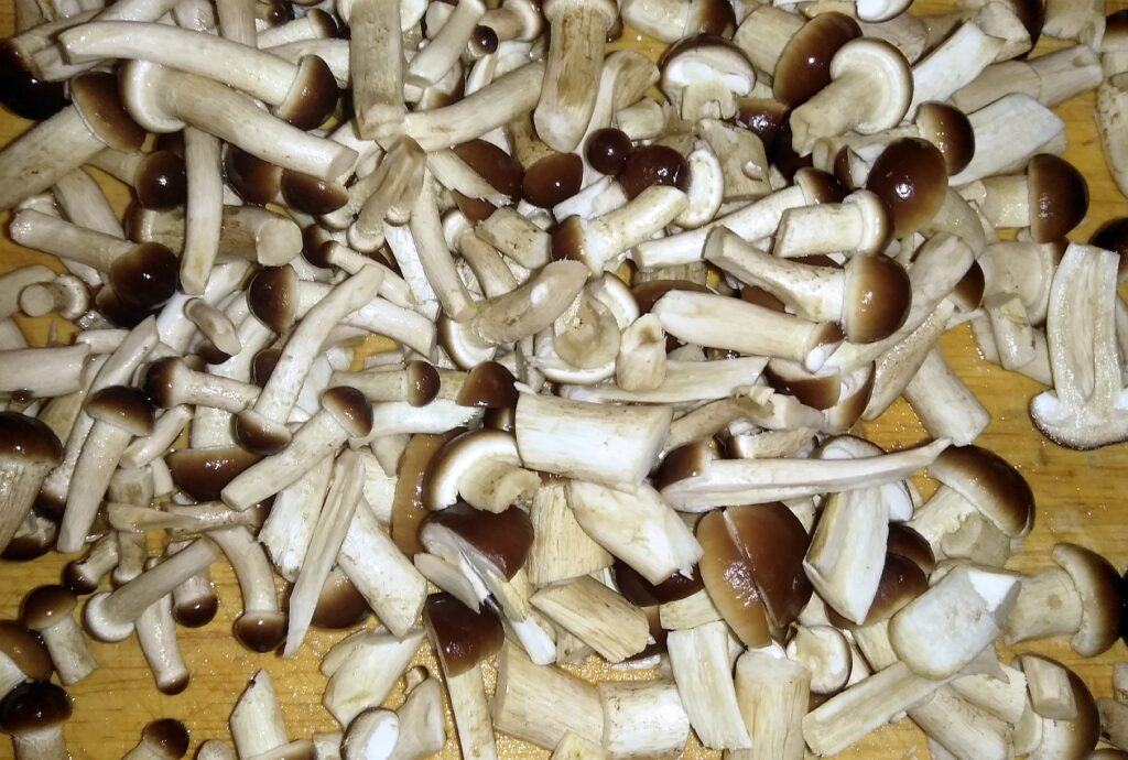 pioppini