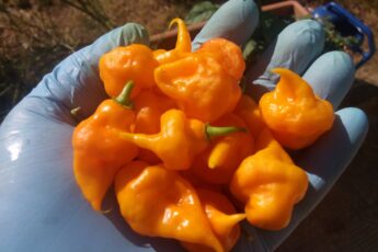 consigli peperoncino