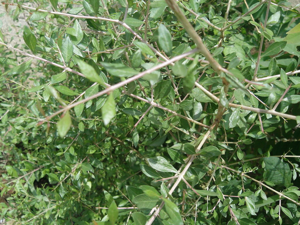 pianta hennè