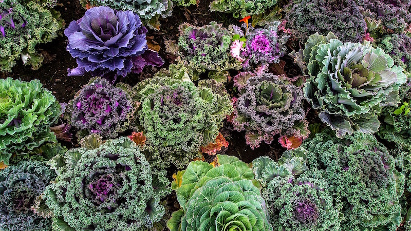 kale colorato