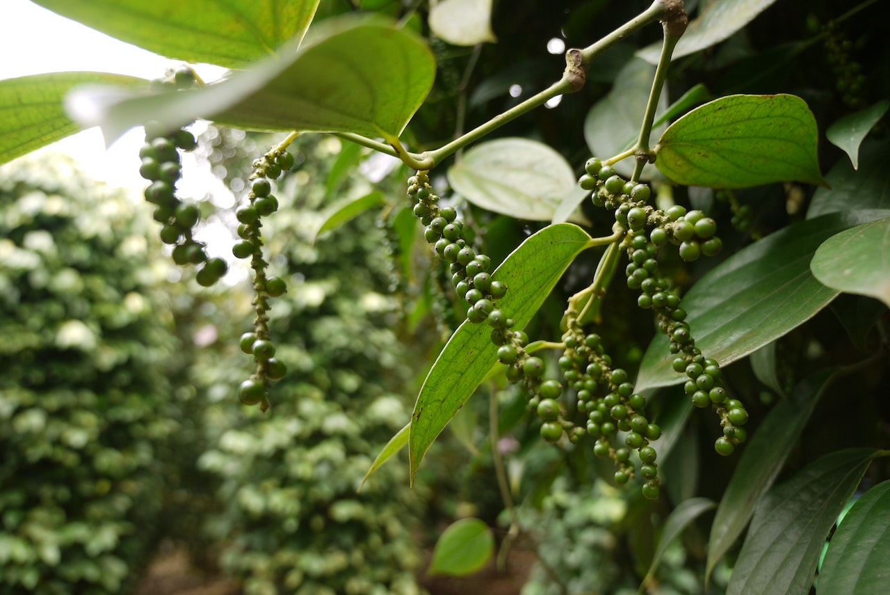 Pianta Pepe Nero: Immagini delle Coltivazioni e dei Frutti