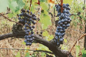 AZIENDA AGRICOLA VENDITA