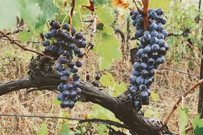 AZIENDA AGRICOLA VENDITA