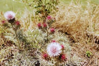 fiori di carciofo selvatico maremma