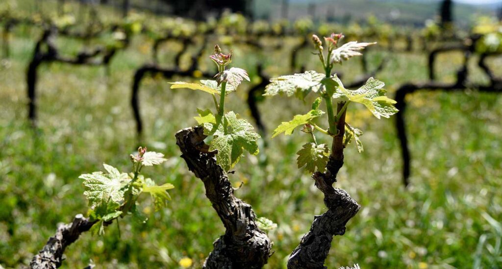 panzano vigneti sangiovese