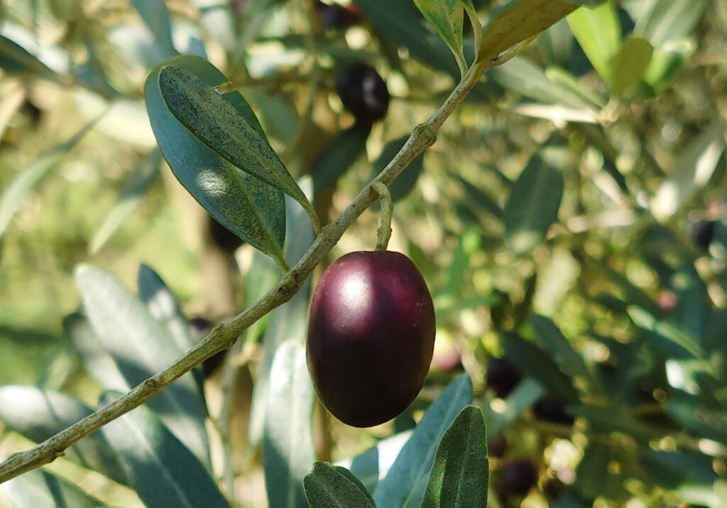 olive cultivar olio extravergine