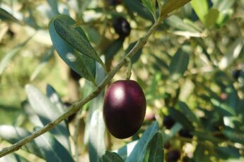 olive cultivar olio extravergine