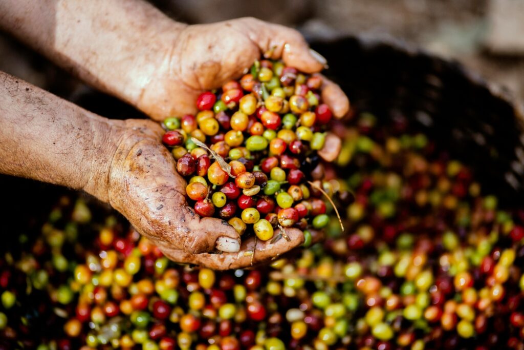 pianta del caffè frutti