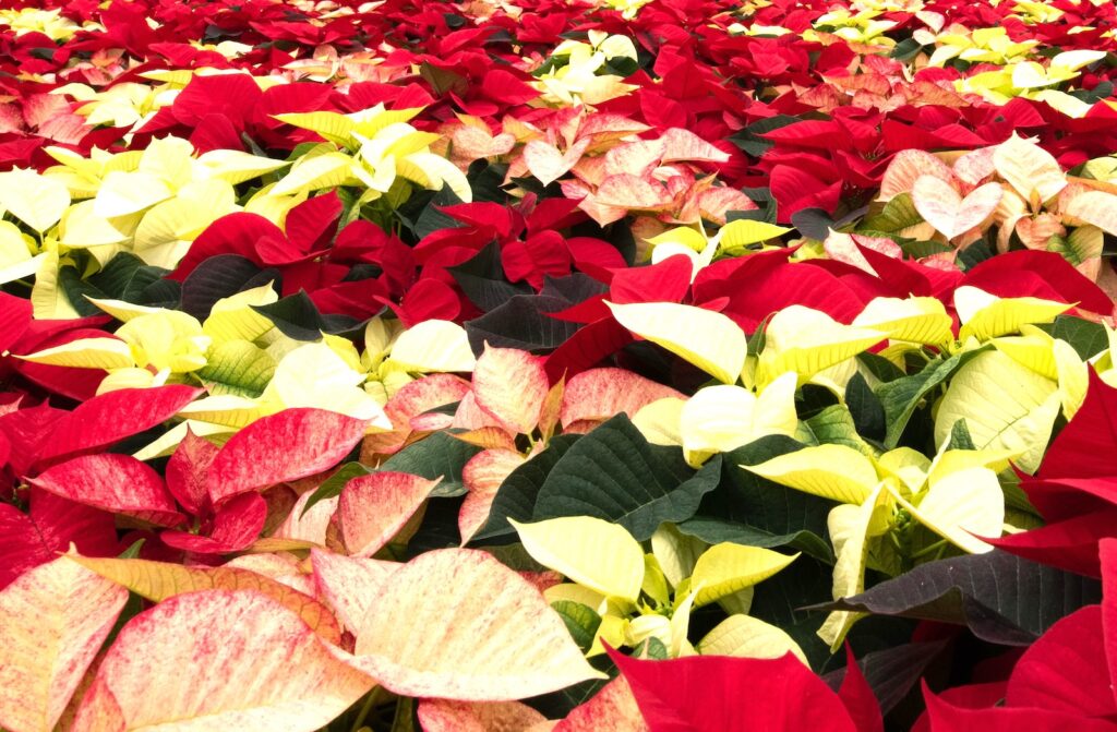 Stelle di Natale gialle rosse vivaio online ingrosso
