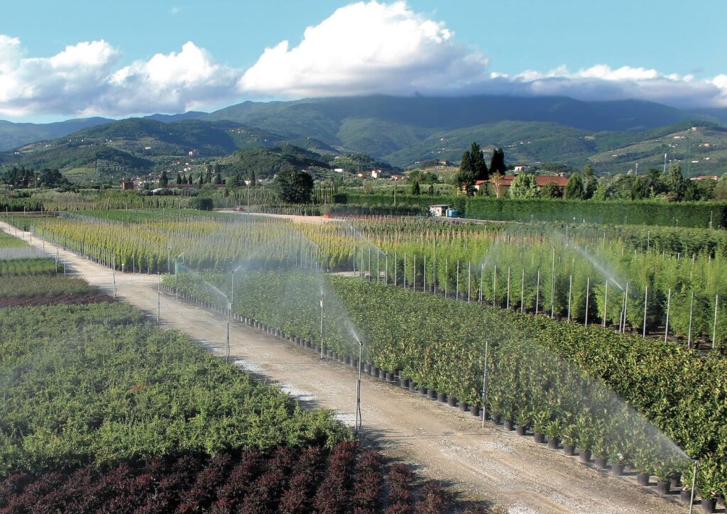 Vivaio ingrosso toscana pistoia