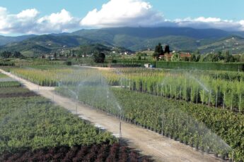 Vivaio ingrosso toscana pistoia