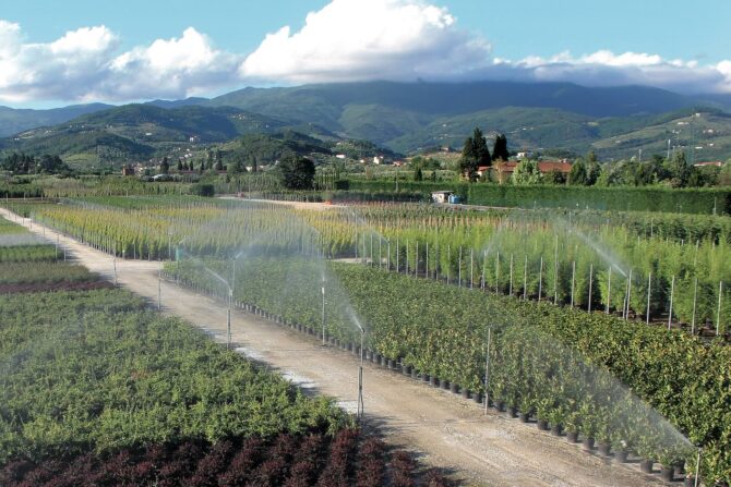 Vivaio ingrosso toscana pistoia