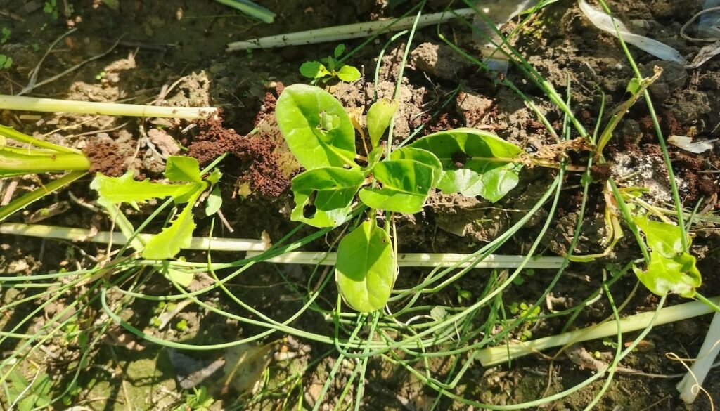 eliminazione limacce e lumache