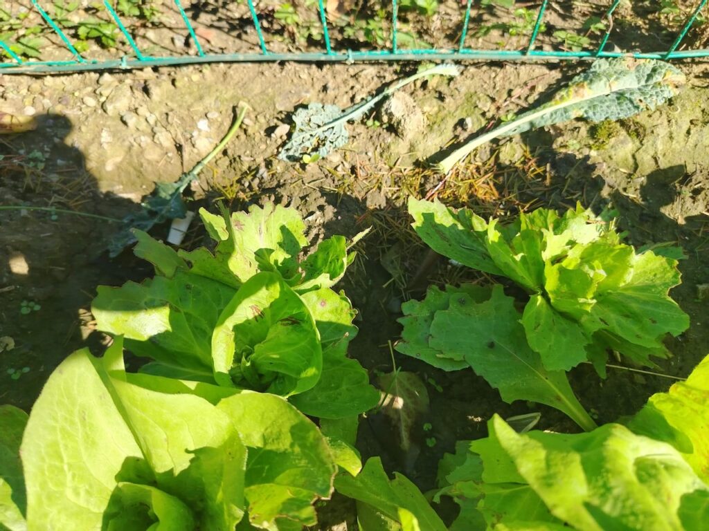 rimedi naturali contro lumache
