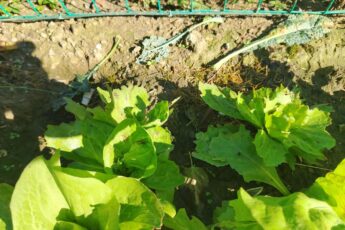 rimedi naturali contro lumache